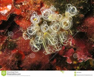 Light-bulb Sea Squirt Clavelina Lepadiformis Stock Image - Image of life, m...