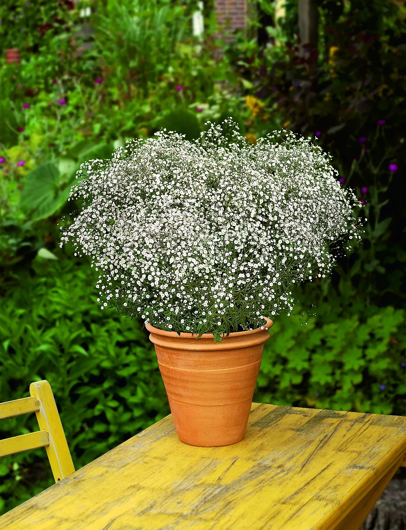 Гипсофила метельчатая Сноуфлейк. Гипсофила метельчатая (Gypsophila paniculata). Гипсофила метельчатая саммер Спарклз. Гипсофила Ясколка. Гипсофилы нужно поливать