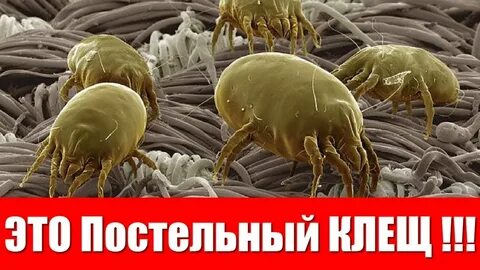 Пылевой клещ кожа