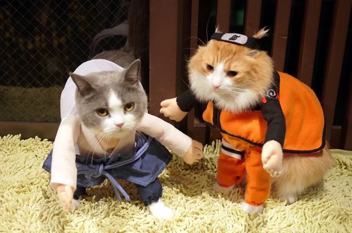 Кипи кот. Котики в костюмчиках. котик в костюме. кот косплей.