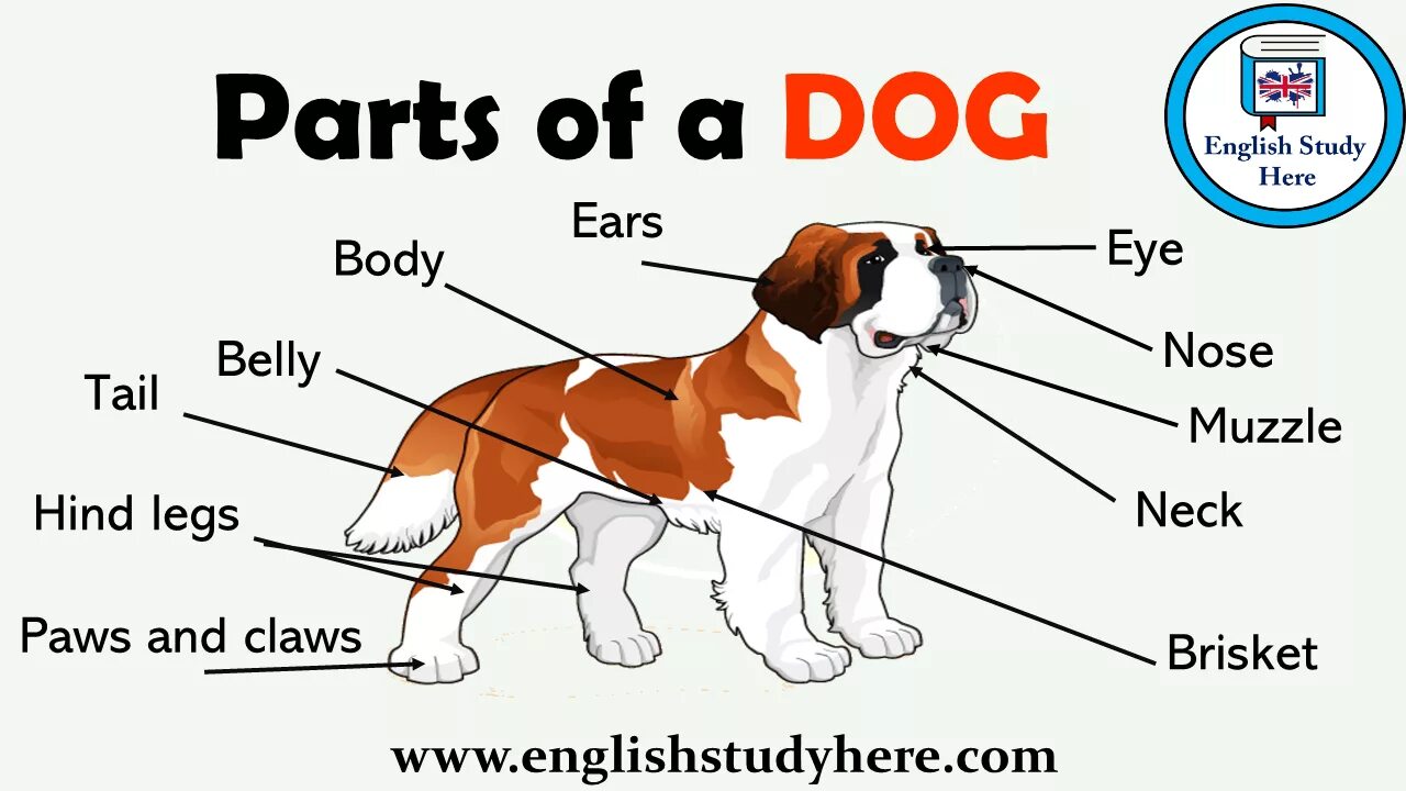 Части собаки на английском. Части тела собаки по английски. Части туловища собаки на английском. Васти тела собаки ра ангшицсклм. Dogs s names are