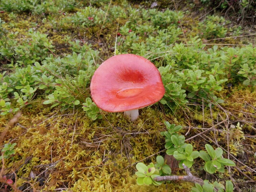 Сыроежка пластинчатый гриб. Сыроежки цвета шляпок. Сыроежка буро-фиолетовая. Сыроежка съедобные грибы желтая. Сыроежки цвета шляпок.