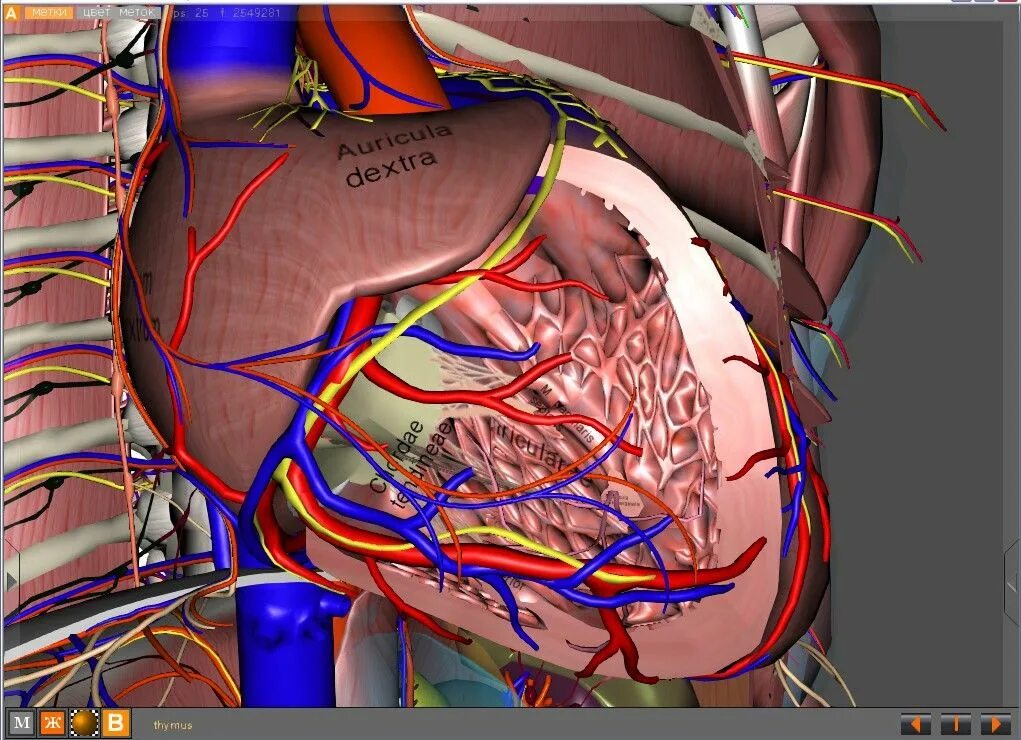 Anatomy 4pda. Артекса виртуальная анатомия. виртуальная анатомия virtual anatomy. виртуальные анатомические атласы. виртуальный атлас анатомии человека.