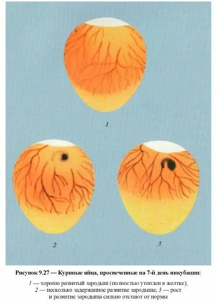 Инкубация яиц 15 день. Овоскопирование яйца на 7 сутки. овоскопирование на 7 день. овоскопирование инкубационного яйца кур. овоскопирование 7 сутки.