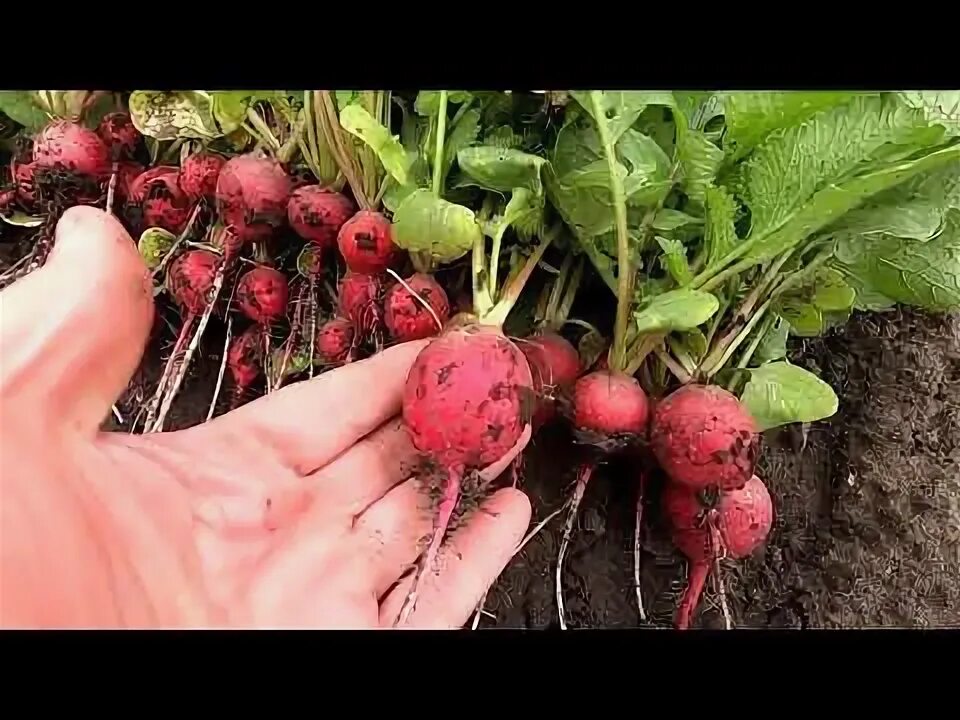 Редис осенний гигант. Редиска осенний гигант. редис осенний гигант 3 г. редис осенний гигант фото.