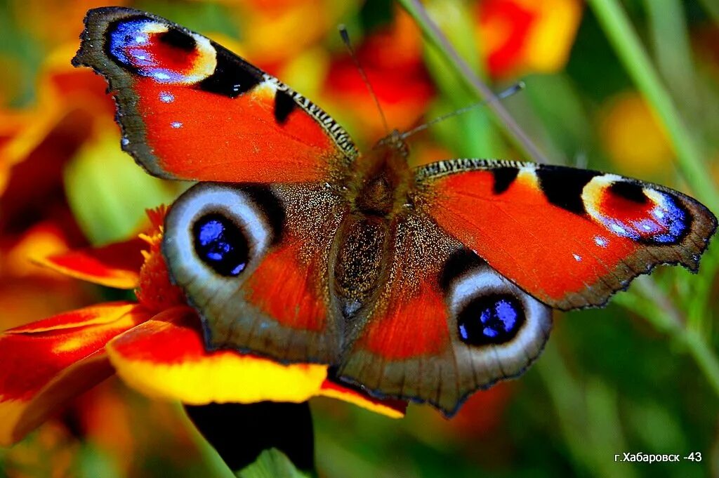 Павлиний глаз (бабочка). Дневной павлиний глаз бабочка. Бабочка павлиний глаз дневной павлиний глаз. Бабочка Адмирал и павлиний глаз. Крылья бабочки павлиний глаз