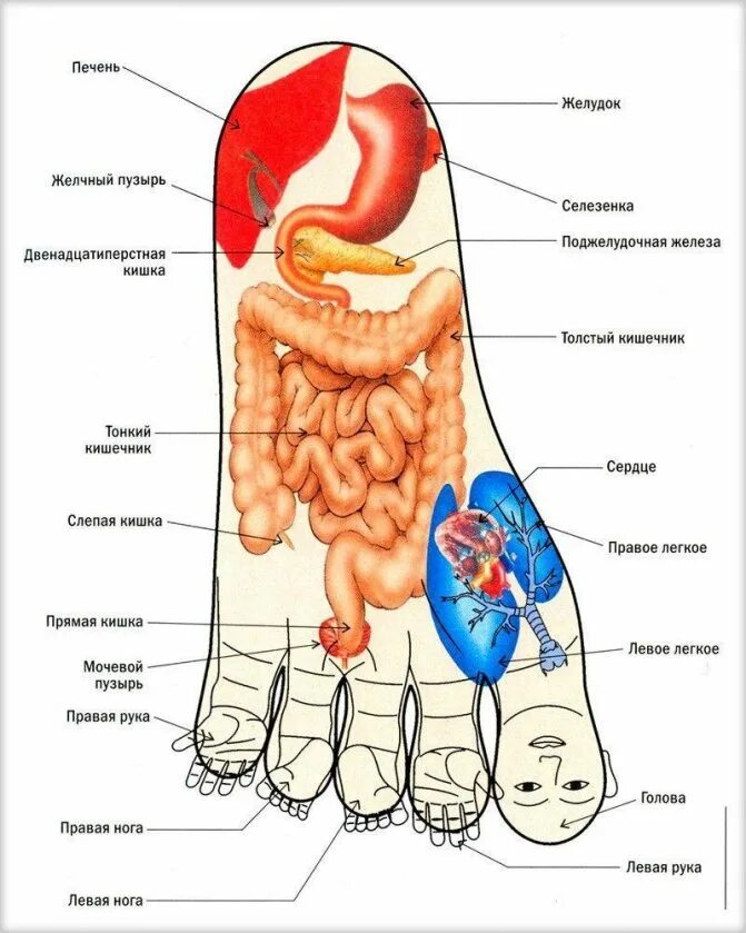 зоны органов на стопе. какие органы связаны с ногами. проекция органов на ступне человека. су джок точки на стопе. какие органы связаны с ногами.