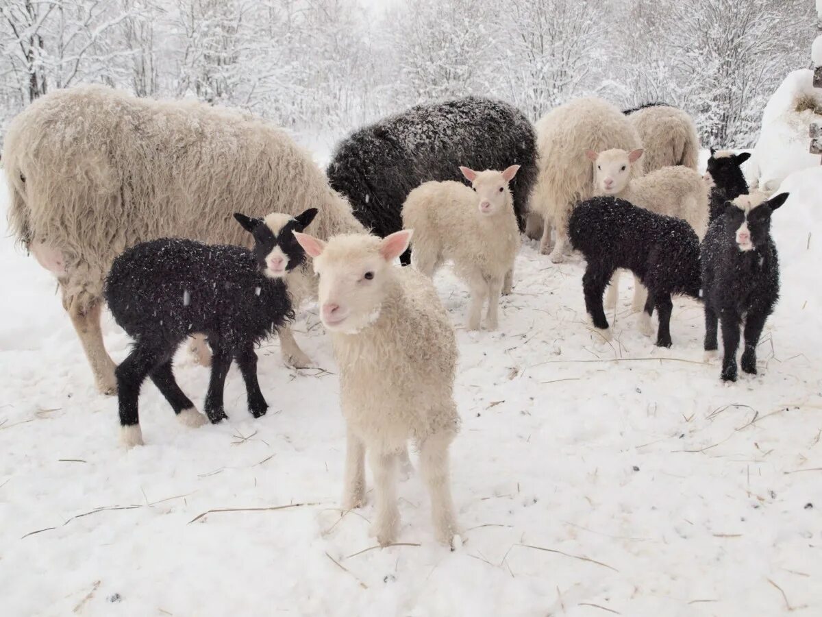 Ягнята 2 месяца. Ягненок зимой. Барашки зимой. Овца с ягненком. Баран зимой.