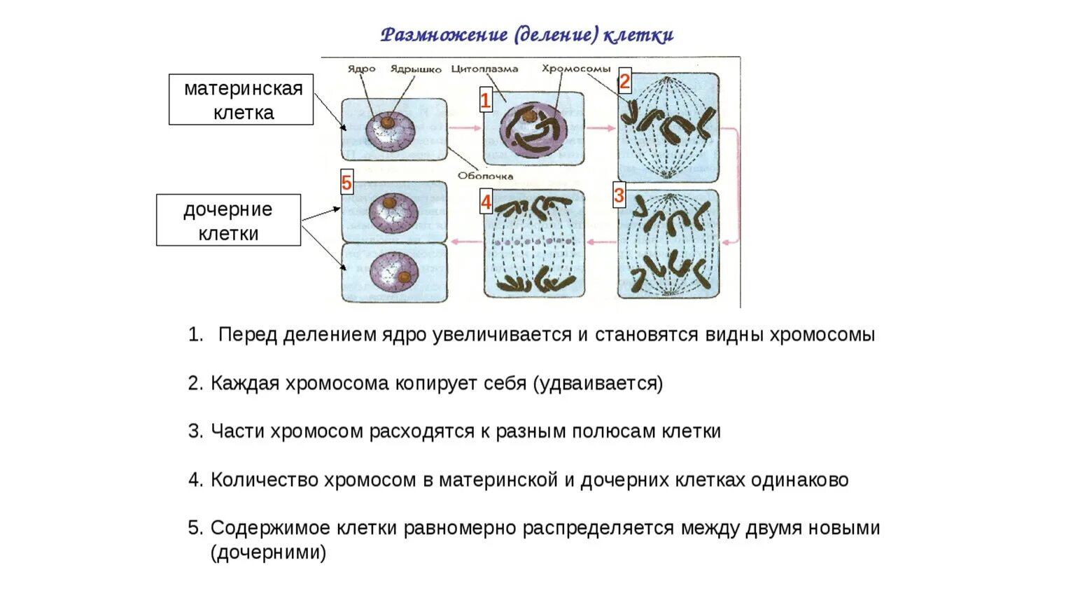 Значение деления клеток в жизни растений. Стадии деления клетки 5 класс биология. Этапы деления растительной клетки. Процесс деления клетки 5 класс биология. Процесс деления клетки 6 класс биология.