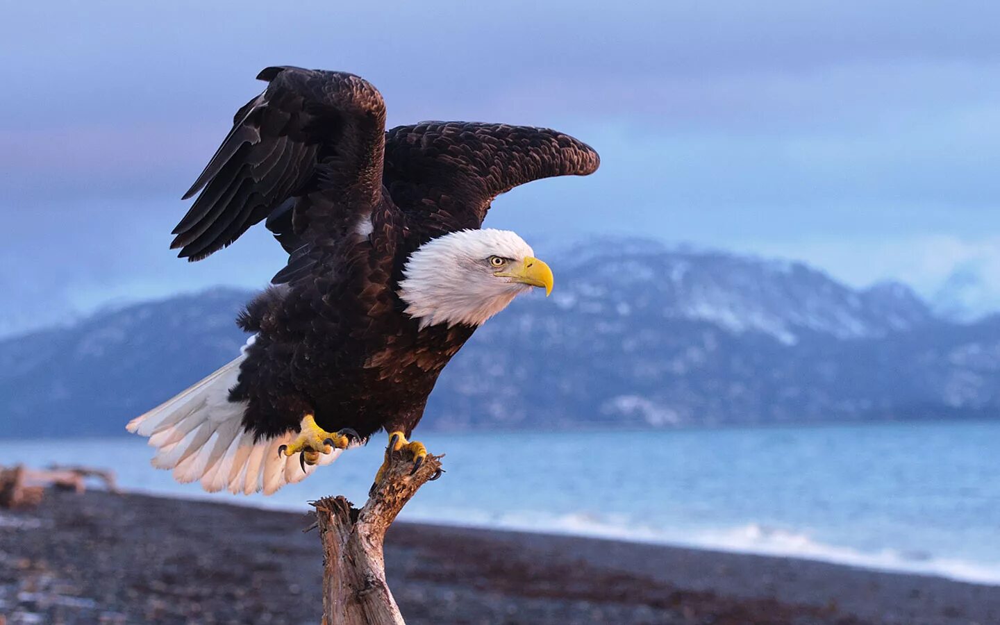 Орел фото птицы красивые картинки LA VIE D’UN AIGLE: UNE LECON D’EXCELLENCE.. Pygargues à tête blanche, Animaux et