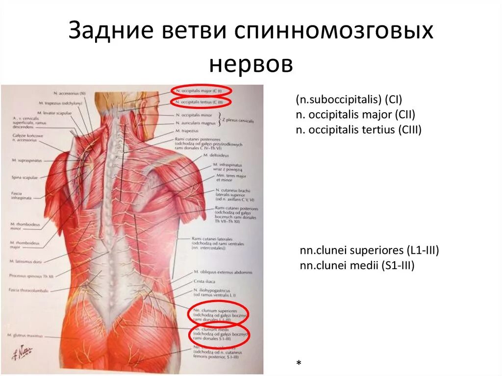 Задние ветви спинномозговых нервов. Задние ветви поясничных спинномозговых нервов. Спинномозговые нервы задние ветви. Задние ветви спинномозговых нервов (с3/s4).