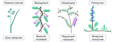 Разнообразие стеблей биология 6 класс