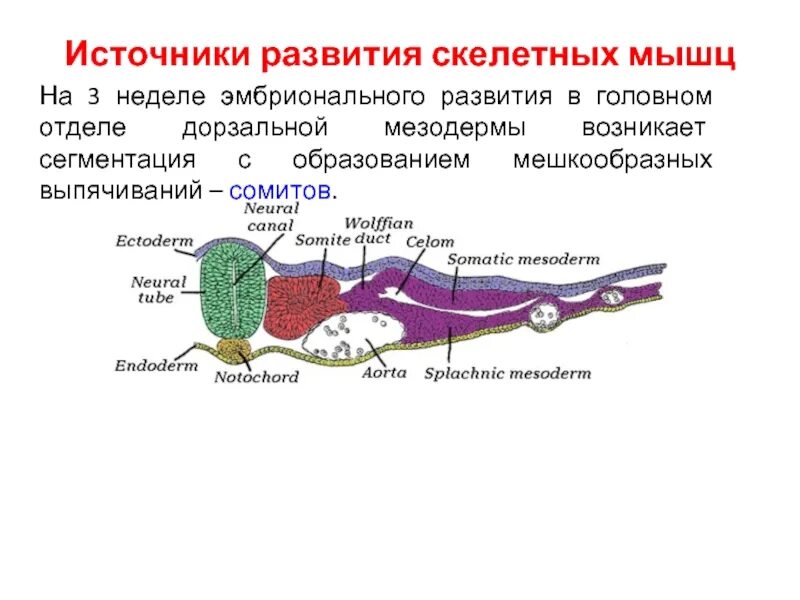 Источник развития скелетных мышц. Дифференцировка сомитов. Эмбриональные источники развития мышечных тканей. Укажите источник развития скелетных мышц:.