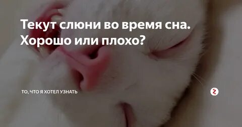 Течет слюни у кота причины лечение
