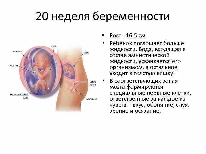 19 недель размер плода. Положение малыша на 20 неделе беременности. Расположение плода на 20 неделе беременности. Расположение плода в животе на 20 неделе беременности. Плод по неделям беременности 20 недель.