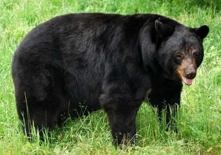 Bear description