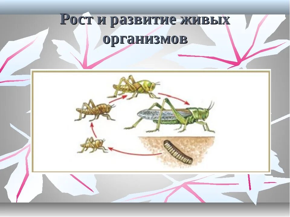 Развитие живых организмов. Рост и развитие живого. Рост и развитие свойства живых организмов. Рост и развитие живых организмов примеры.