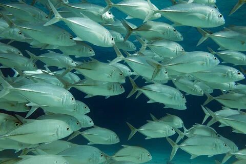 Natural fish