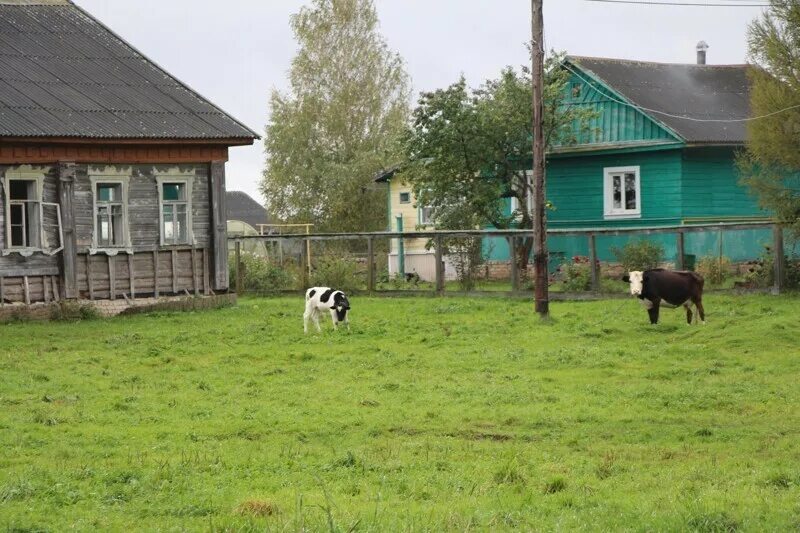 Поселки тверской обл. Деревенька тверская область. тверской области деревня деревеньки. деревня божонка тверская область. вымирающие деревни тверской области.