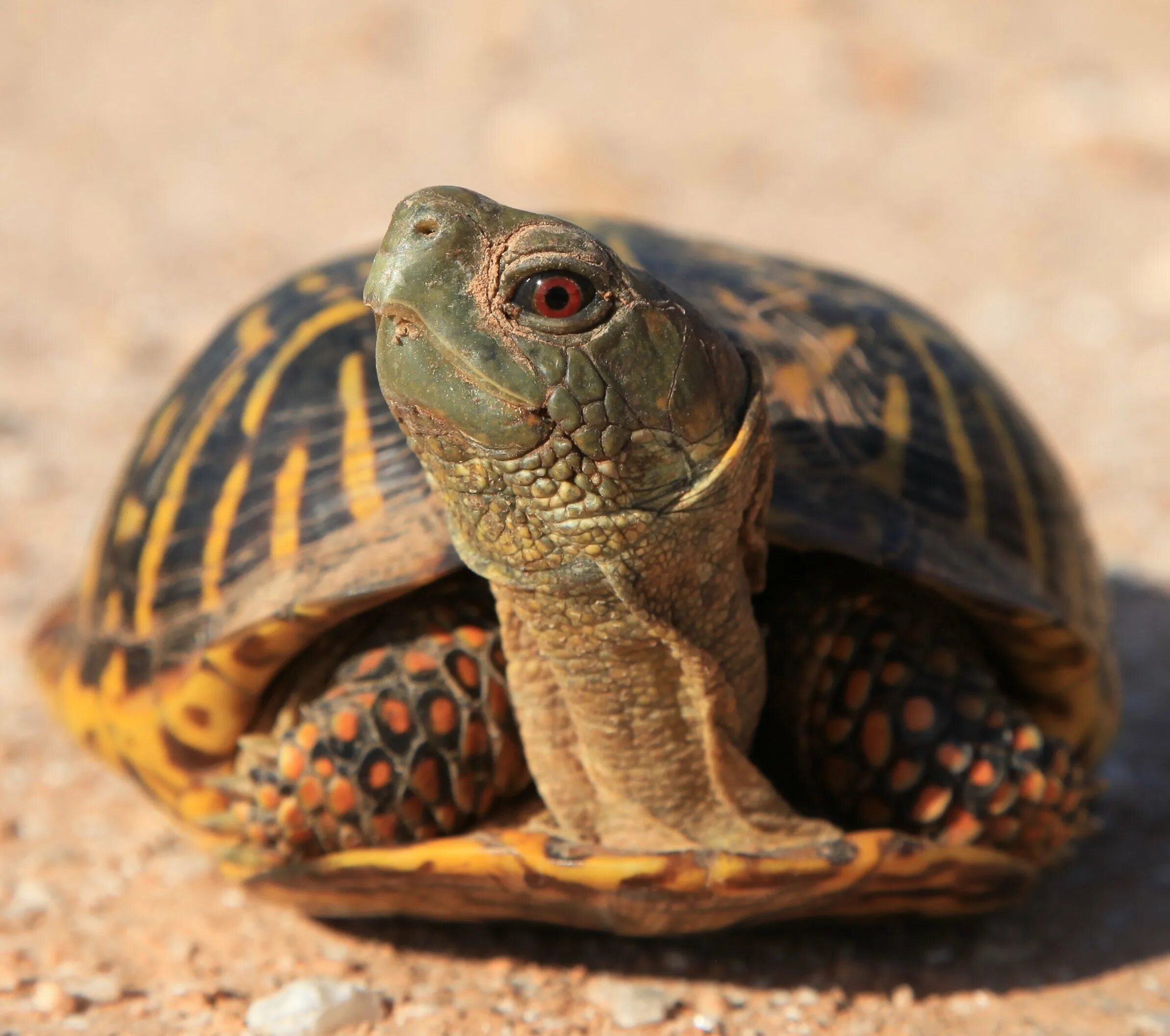 Среднеазиатская черепаха. Среднеазиатская сухопутная черепаха. Среднеащиатская Черепаза. Среднеазиатская Степная черепаха.