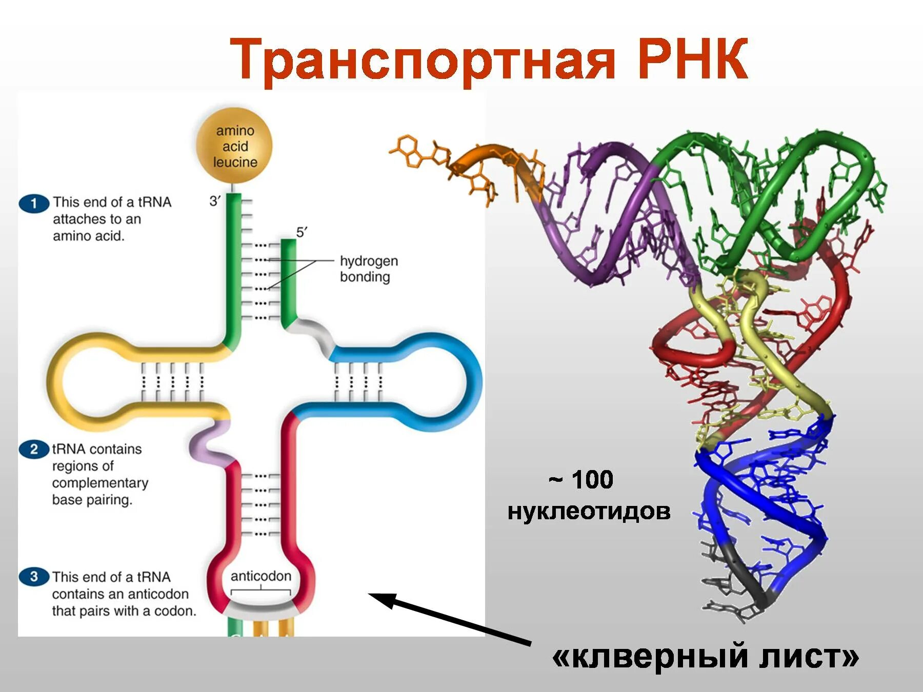 Молекула РНК строение и функции. Строение ИРНК ТРНК РРНК. Транспортная РНК (ТРНК). ТРНК Валин.