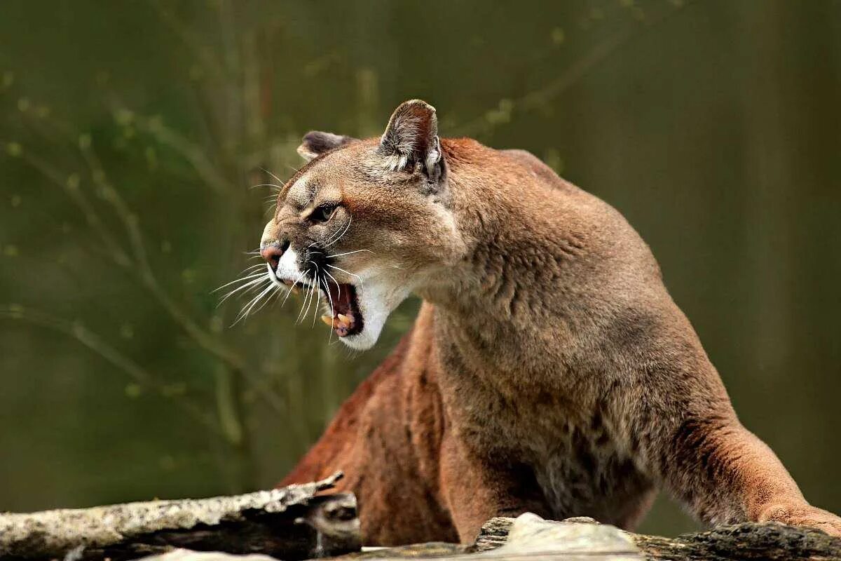 Пума нападает. Пума (puma concolor):. пума горный лев. пума южная америка. амазонская пума.