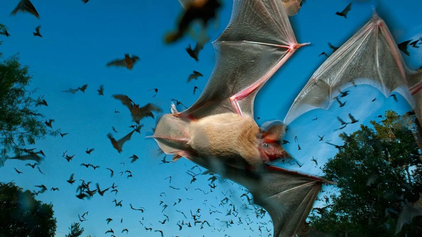 Группы летающих животных. Мексиканская свободнохвостая летучая мышь. Стая летучих мышей. Летающие млекопитающие.