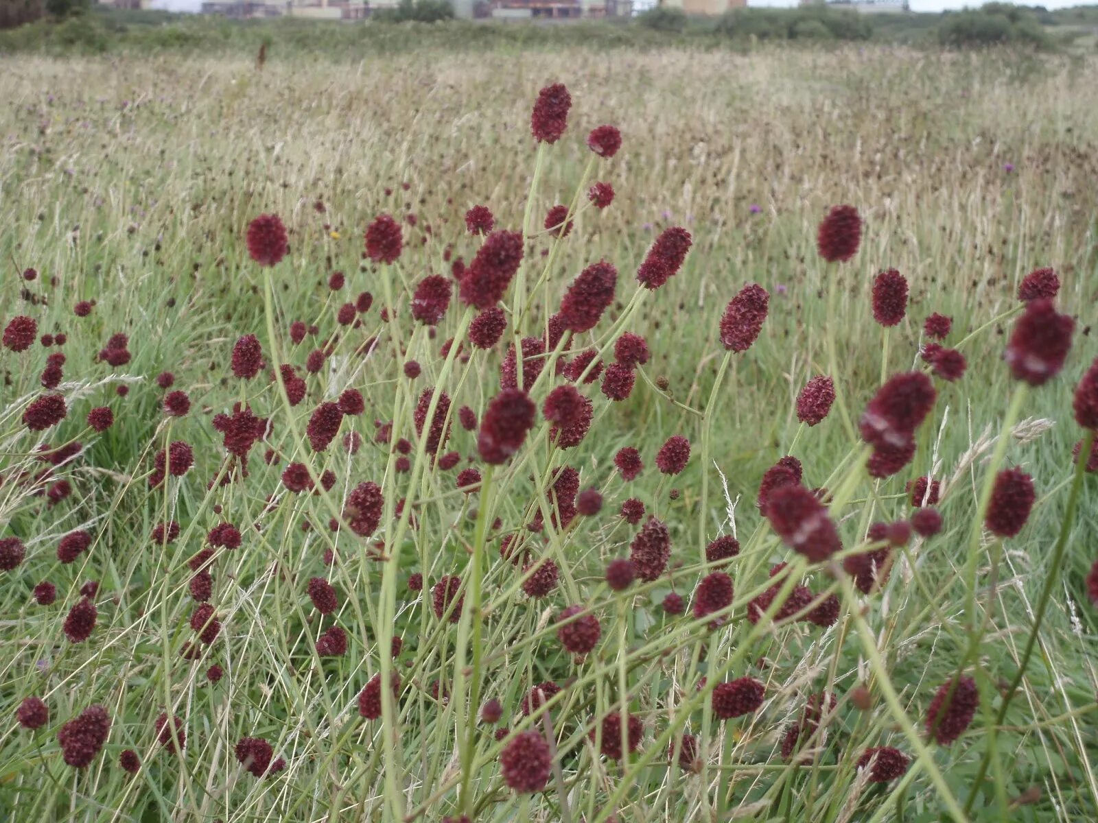 Кровохлебка обыкновенная. Кровохлебка лекарственная (Sanguisorba officinalis). Кровохлебка красноголовник Sanguisorba. Кровохлебка Танна. Черноголовник кровохлебковый "резус" кровохлёбка.