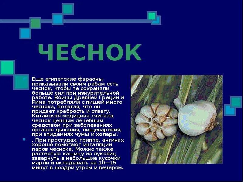Для чего используют чеснок. Рассказ о чесноке. презентация на тему чеснок. интересные факты о чесноке. сообщение на тему чеснок.