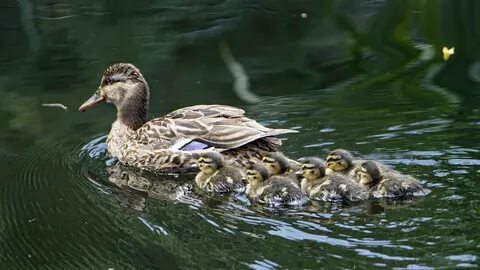 Duckdb