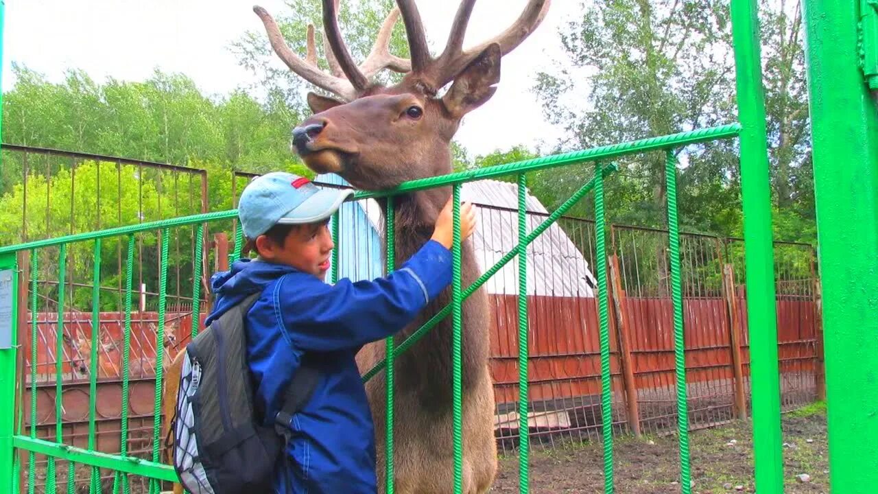 Омская область Большереченский зоопарк зоопарк. Омская область Большереченский район зоопарк. Большереченский район Большереченский зоопарк.. Большеречье парк Омск. Большереченский зоопарк омск