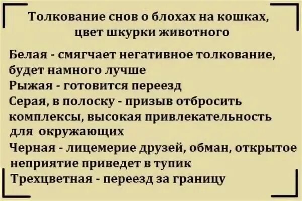 К чему снятся блохи во сне. Что означает во сне блохи. Что означает во сне блохи. Что означает во сне блохи. К чему снятся клопы во сне.