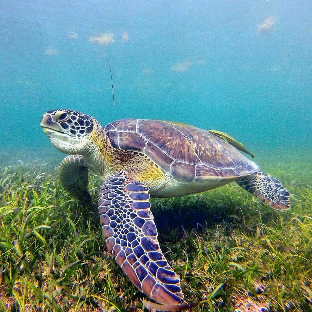 Ласты черепахи. Черепахи. Черепаха бисса (каретта). Ласты черепахи. Черепаха бисса панцирь.