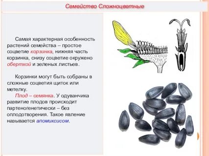 Плод семянка семейство
