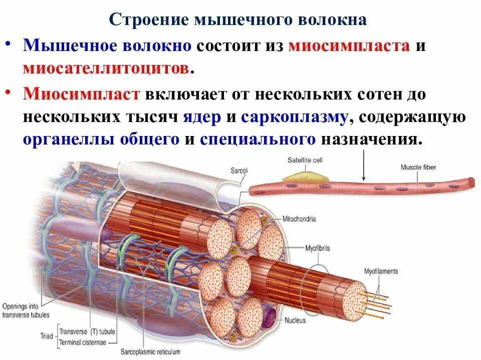 Миофибриллы состоят из. Мышечное волокно строение миосимпласта. Миосимпласт и миофибриллы. Скелетное мышечное волокно схема. Гистология строение мышечного волокна волокна.