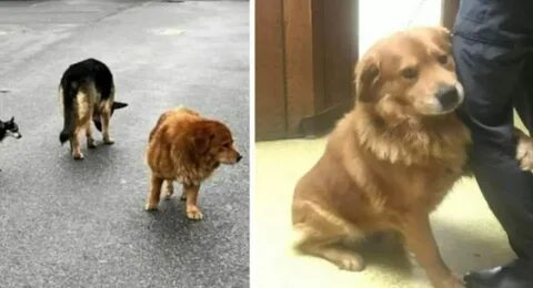 Собака видит девушку