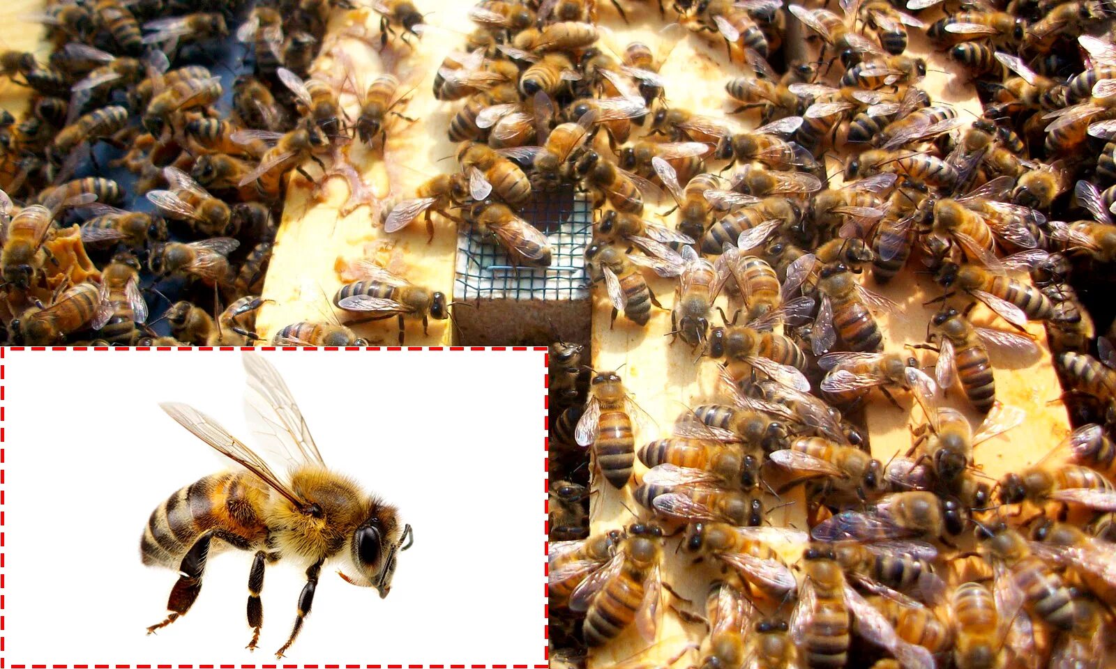 Пчеломатка среднерусской породы. Пчела Бакфаст и Среднерусская. Бакфаст порода пчел. Пчела Карника характеристика. Какая порода пчел