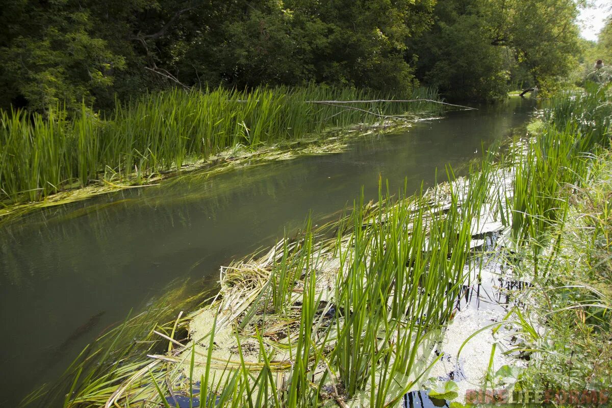 Халхин-гол река фото реки. Средний убукун селенгинский район. Река медведица волгоградская обл. Река птань тульская область. Карамыш (река).