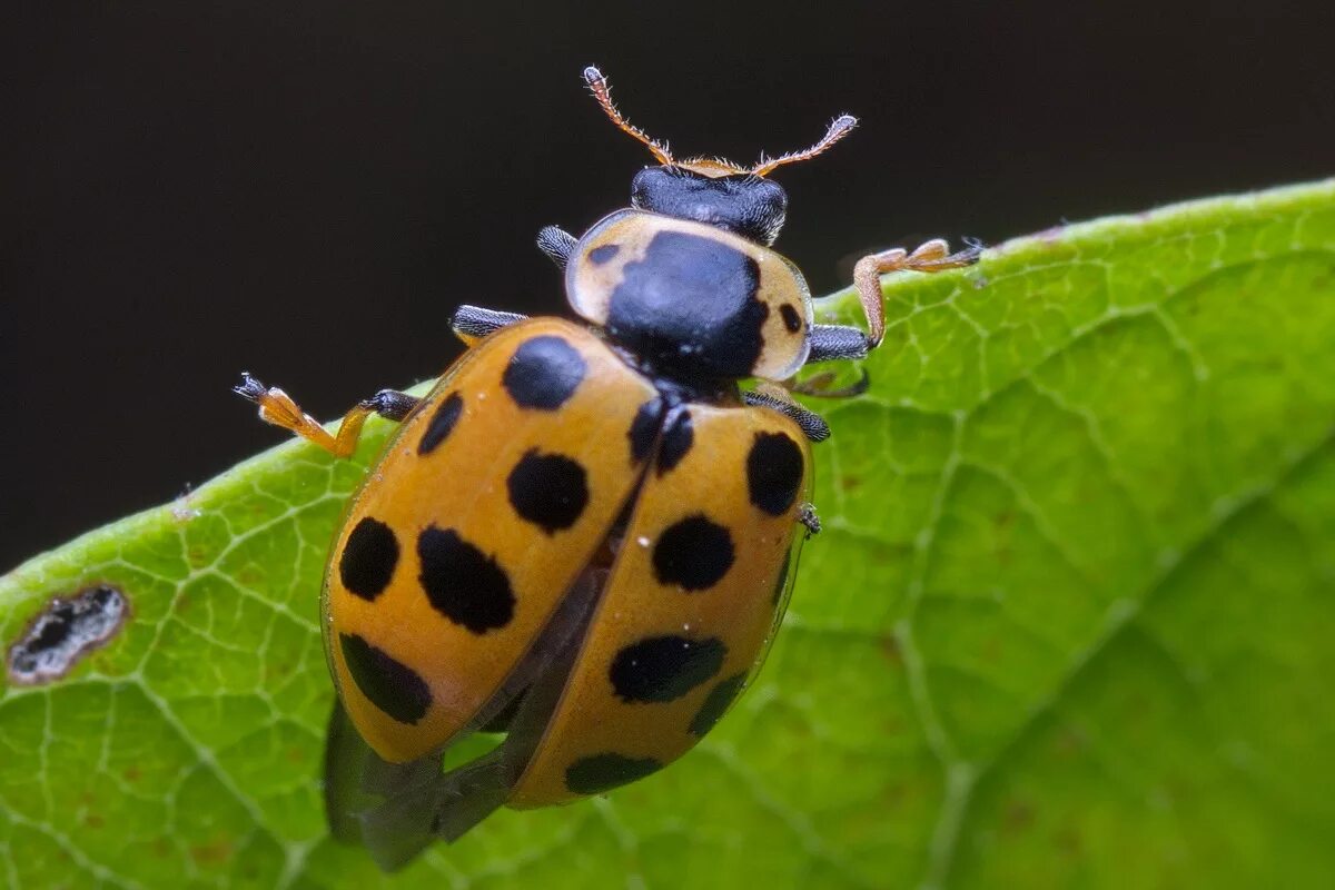 Коровка тринадцатиточечная. Hippodamia tredecimpunctata. Семиточечная Божья коровка. Голубая Божья коровка. Окраска тела божьей коровки