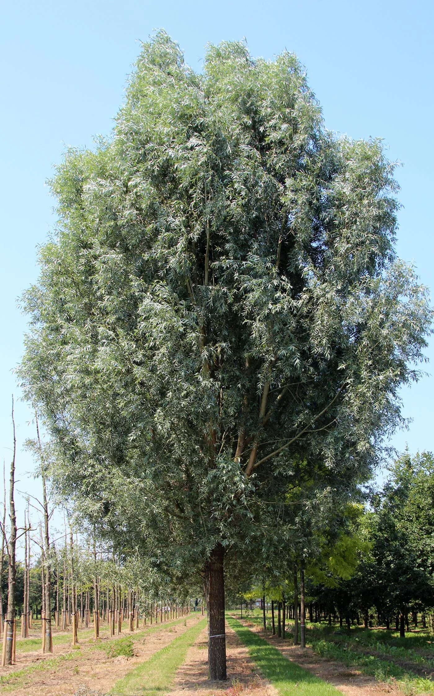 Ива белая аргентеа. Ива белая серебристая salix alba argentea. Argentea. Бела ивах. Ива белая, серебристая, ветла (salix alba).