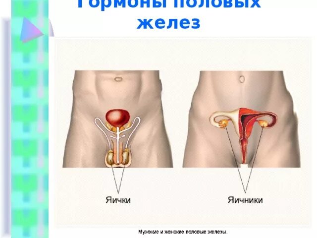 Пересадка яичников при раке - Женское и мужское