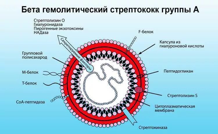 Гемолитический латынь. Β-гемолитический стрептококк группы а. Бета гемолитический стрептококк группы а. B гемолитический стрептококк в антигены. Бета гемолитический стрептококк группы а строение.