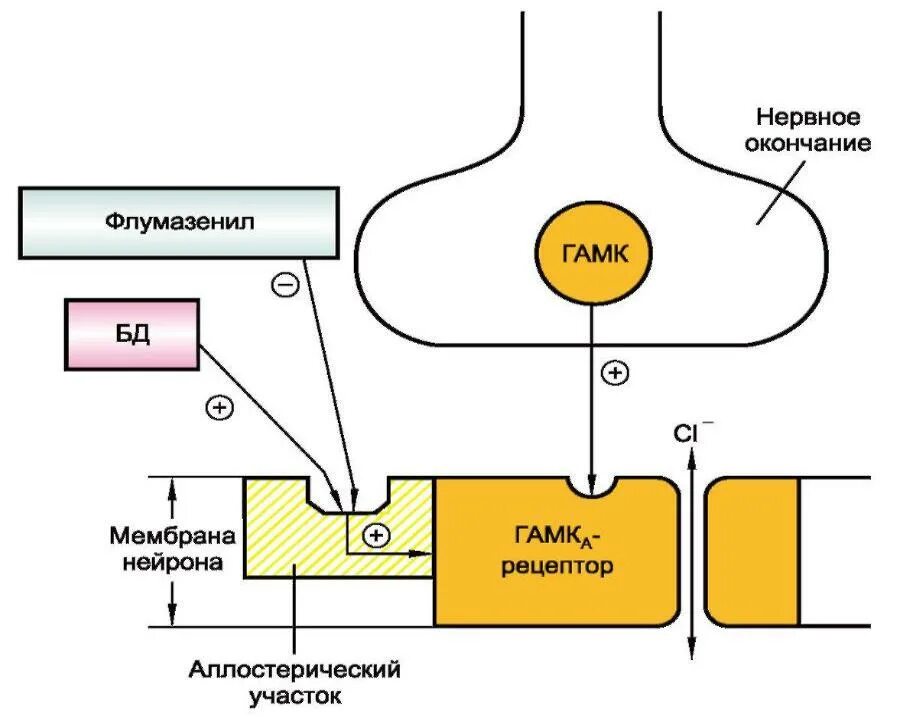 Ингибиторы гамк. Гамк/бензодиазепиновые рецепторы. механизм действия бензодиазепинов. локализация бензодиазепиновых рецепторов. гамк рецепторный комплекс строение.
