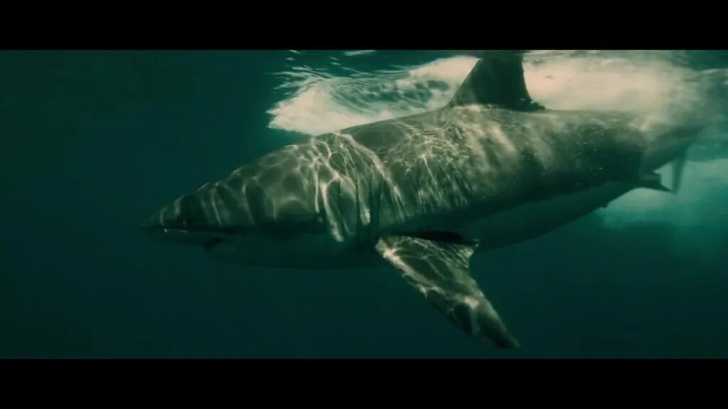 акул 2012. кадры фильма заклинательница акул 2012. цунами 3d фильм 2012 акула. акул 2012. заклинательница акул фильм 2012.