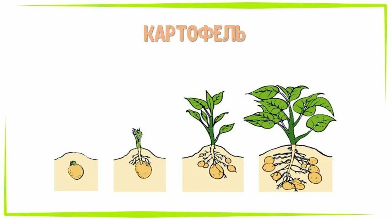 Рост растений для дошкольников. Схема роста растения. Этапы роста цветов для дошкольников. Этапы роста растений для детей.