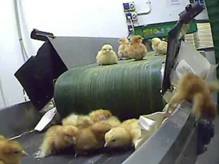Где цыпленок где видео