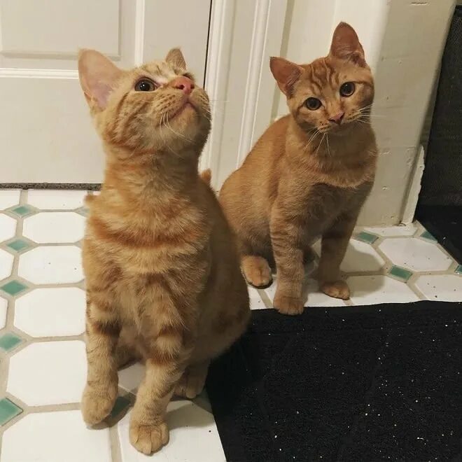 Два брата кота