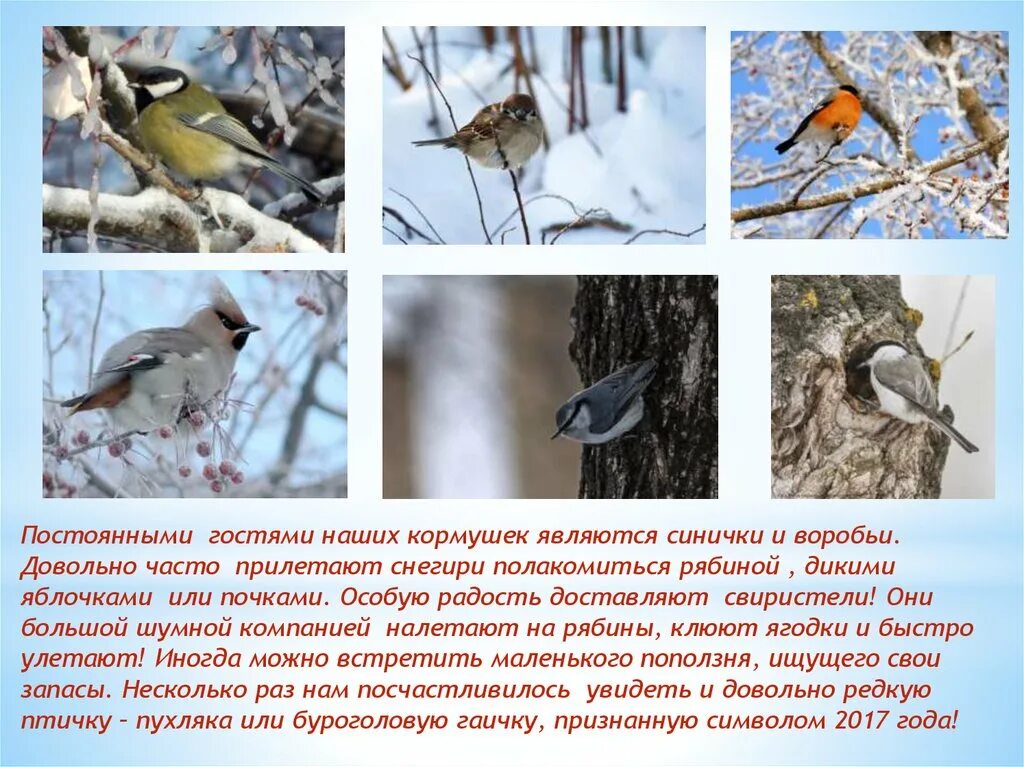 Прилетела к нам синичка. К кормушке прилетели красногрудые снегири. Синицы на кормушке зимой. Пальчиковая гимнастика зимние птицы. Синица прилетела.