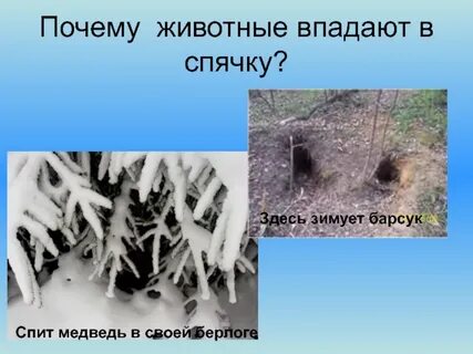 Когда насекомые впадают в спячку