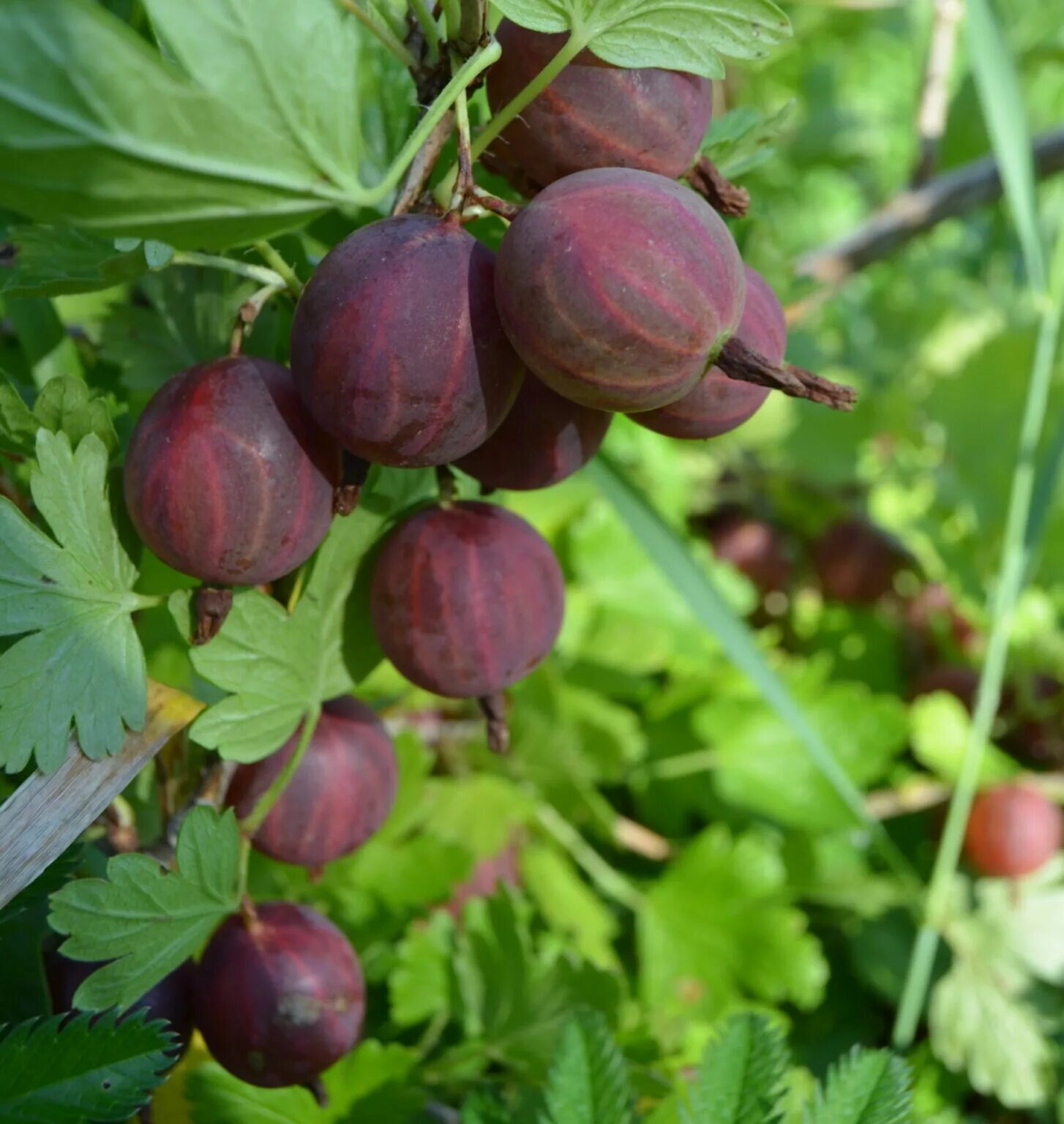 Крыжовник европейский (отклоненный) grossularia reclinata. Крыжовник красный бесшипный. Крыжовник уральский виноград. Крыжовник бесшипный грушенька. Крыжовник бесшипный грушенька.